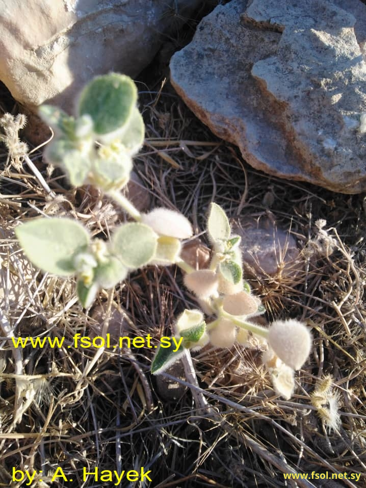 Euphorbia petiolata Banks et Sol.